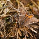 Großes oder auch Birken-Jungfernkind (Archiearis parthenias)