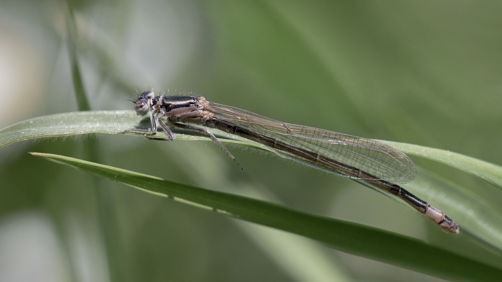 großes pechlibelle w.