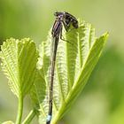 großes Pechlibellen-Weibchen mit Beute