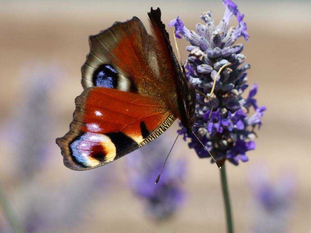 Großes Pfauenauge am Lavendel