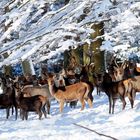 Großes Rudel Rotwild in tief verschneitem Winter-Zauber-Wald