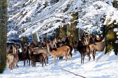 Großes Rudel Rotwild in tief verschneitem Winter-Zauber-Wald