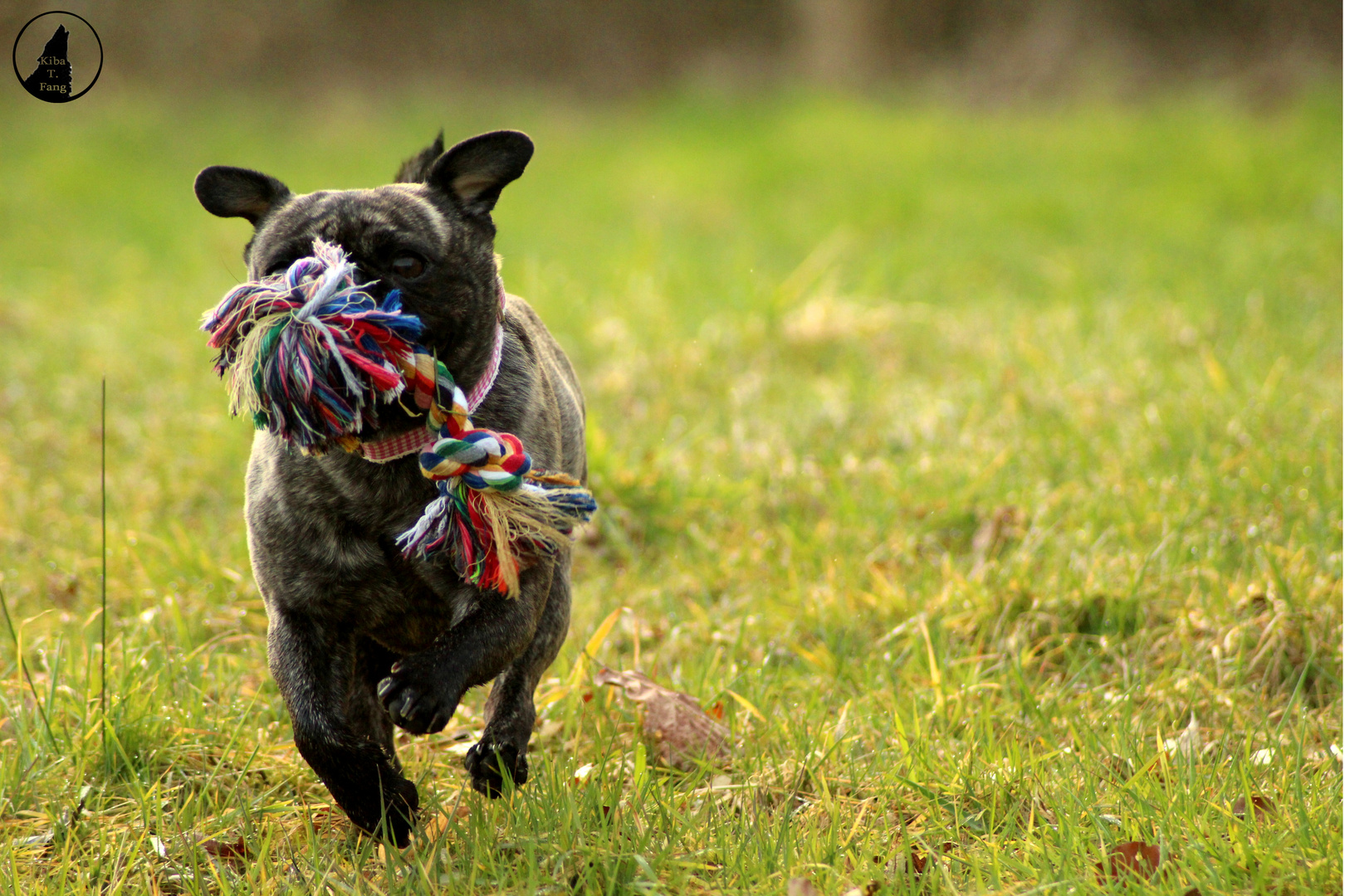 Großes Spielzeug,kleiner Hund