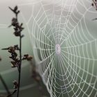 Großes Spinnennetz
