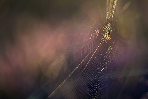 großes Spinnennetz mit Spinne Gegenlicht quer2