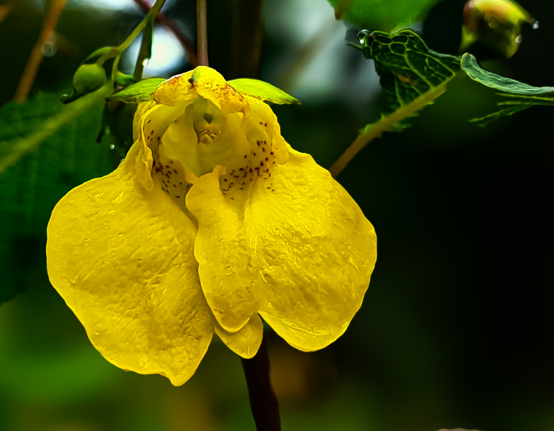 Großes Springkraut Impatiens noli-tangere