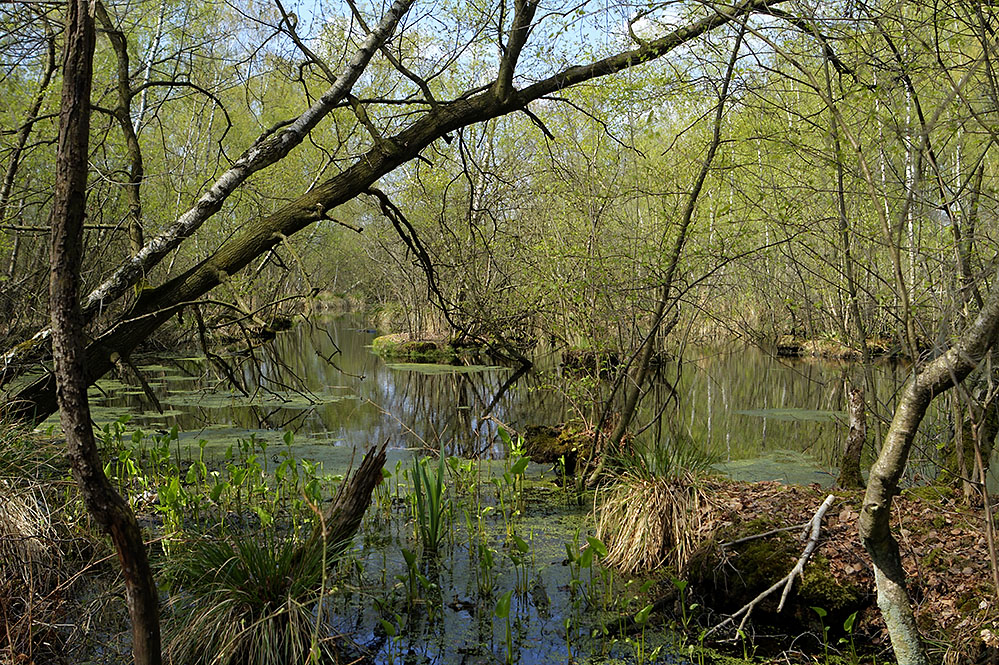 Großes Torfmoor