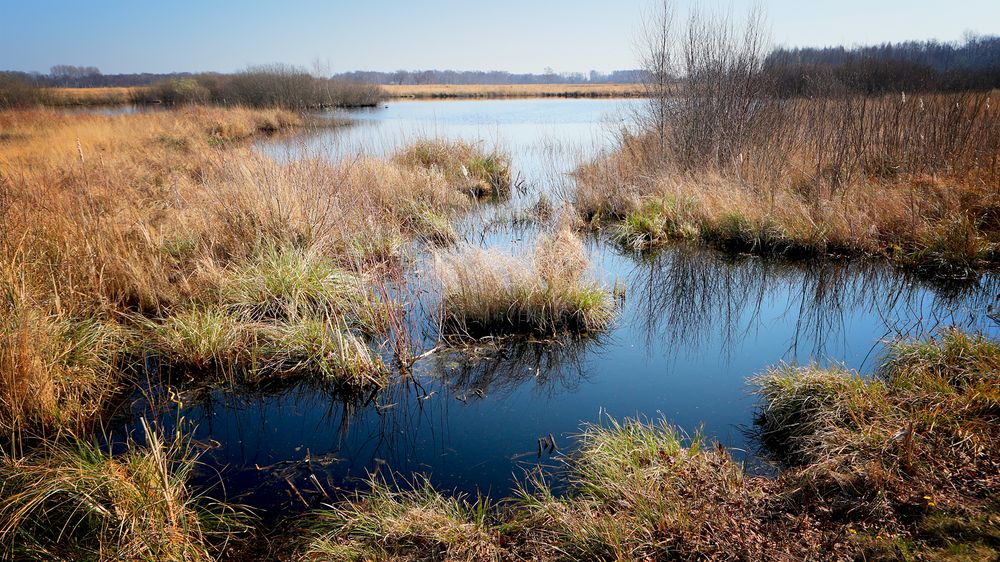 Großes Torfmoor bei Hille