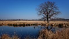 Großes Torfmoor bei Hille 