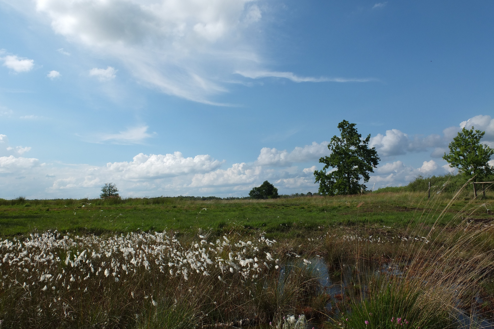 Großes Torfmoor