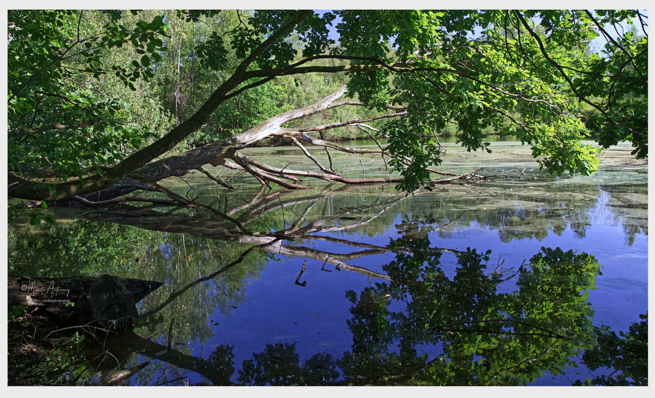 Großes Torfmoor Hille