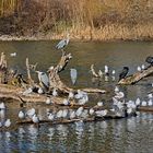 Großes Vogel-Familientreffen unter Häuptling Graureiher