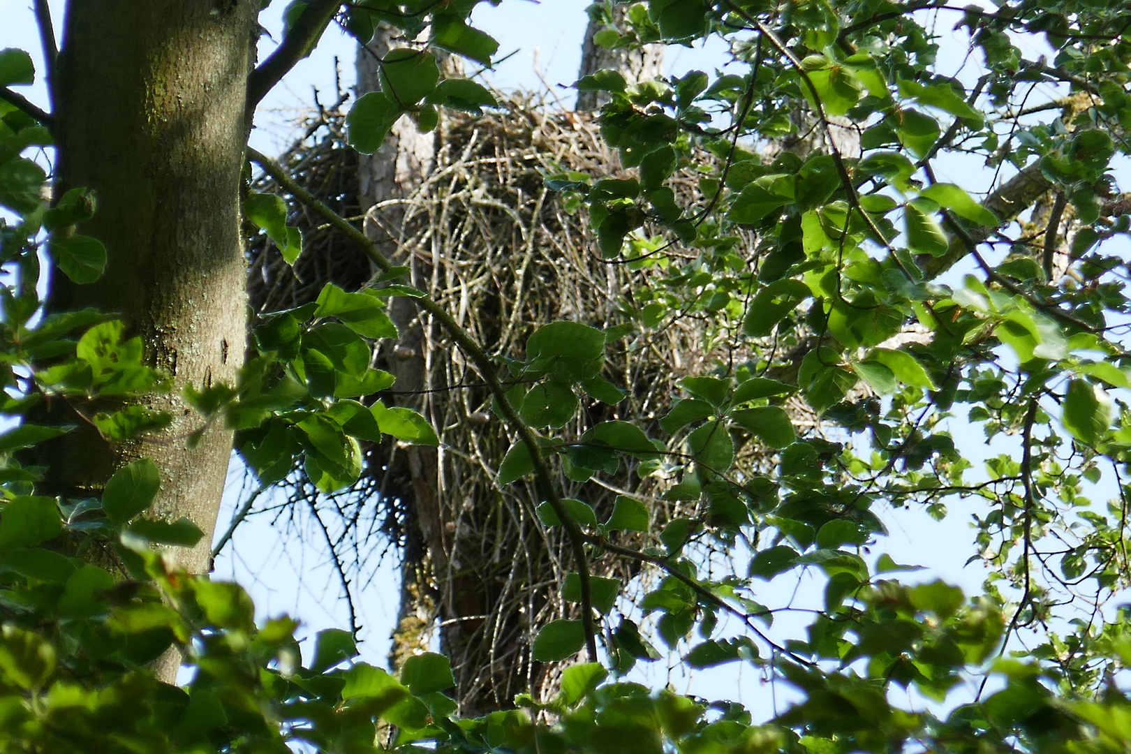 Großes Vogelnest, aber von wem?1