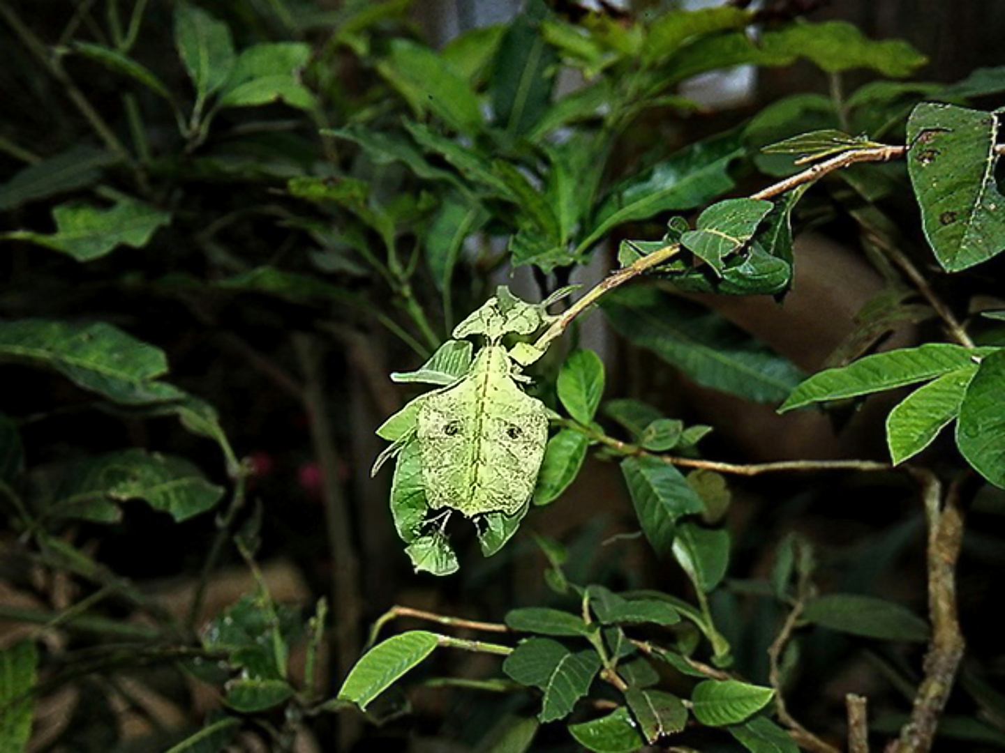 Großes Wandelndes Blatt