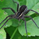 Grosses Weibchen einer Gerandeten Jagdspinne (Dolomedes Ssp.)