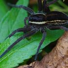 GROSSES WEIBCHEN VON DOLOMEDES FIMBRIATUS IN BOTTROP