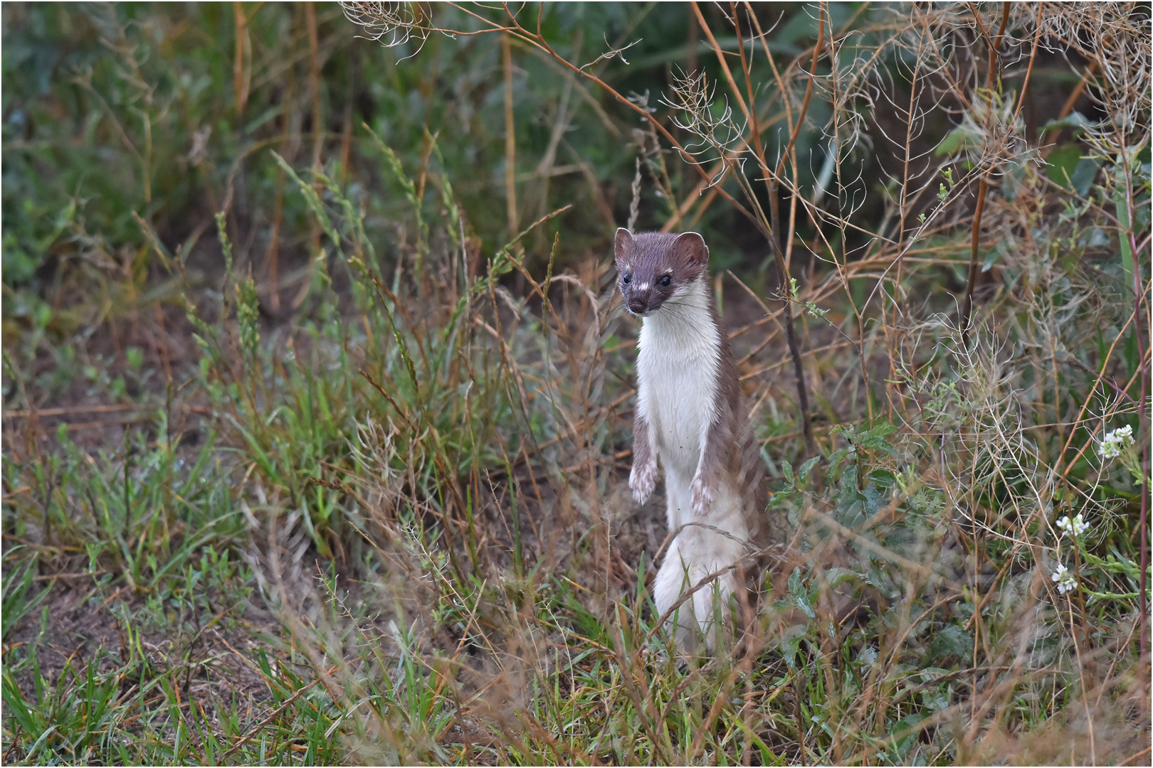 Großes Wiesel Foto & Bild | nature, natur, tiere Bilder auf fotocommunity