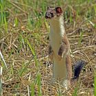 Großes Wiesel oder Hermelin (Mustela erminea)