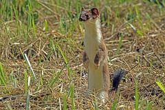 Großes Wiesel oder Hermelin (Mustela erminea)