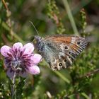 Großes Wiesenvögelchen (Coenonympha tullia)