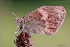 großes wiesenvögelchen (coenonympha tullia) .....