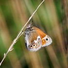 Großes Wiesenvögelchen (Coenonympha tullia) !