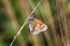 Großes Wiesenvögelchen (Coenonympha tullia) !