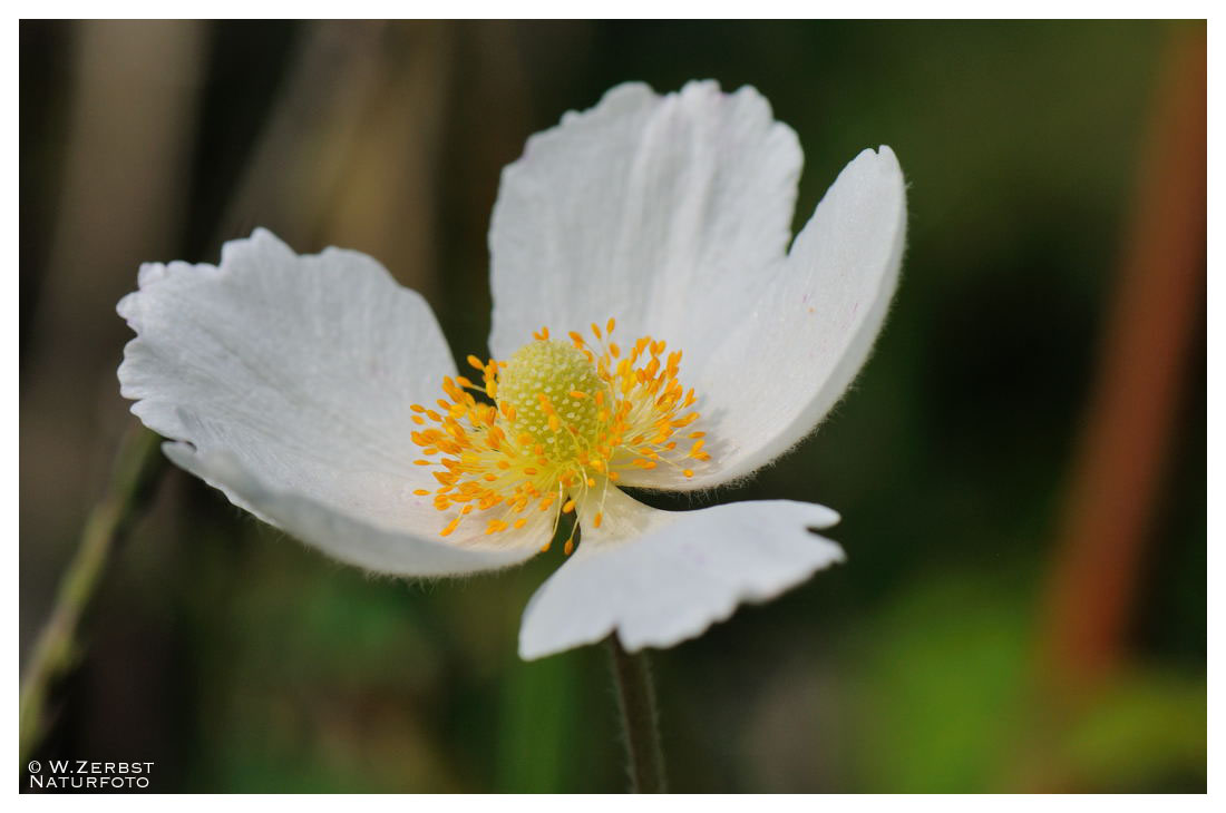 - Großes Windröschen 2 - ( Anemone sylvestris )