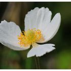 - Großes Windröschen 2 - ( Anemone sylvestris )