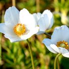 Großes Windröschen (Anemone sylvestris)