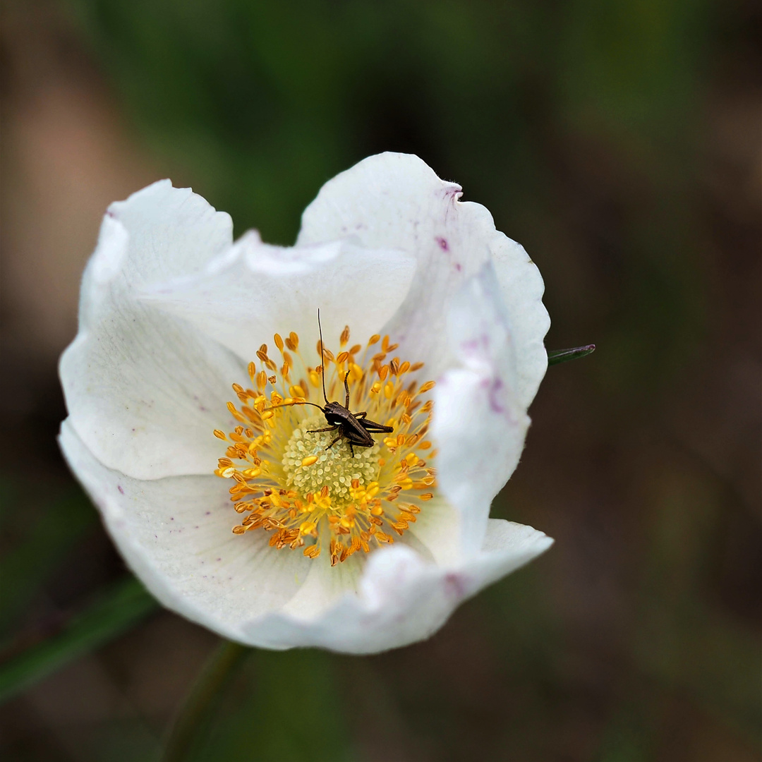 Großes Windröschen (Anemone sylvestris)