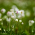 Großes Windröschen (Anemone sylvestris)