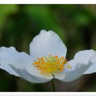 - Großes Windröschen - ( Anemone sylvestris )