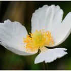 - Großes Windröschen - ( Anemone sylvestris )