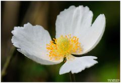 - Großes Windröschen - ( Anemone sylvestris )