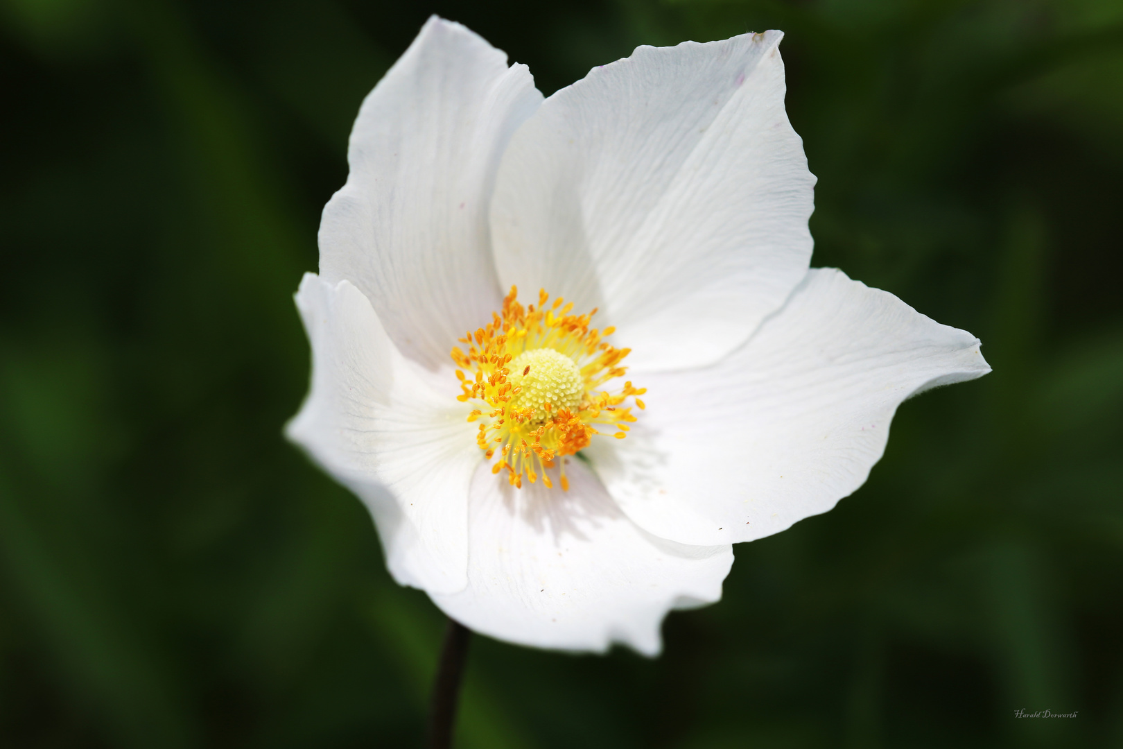 Großes Windröschen (Anemone sylvestris)