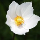 Großes Windröschen (Anemone sylvestris)