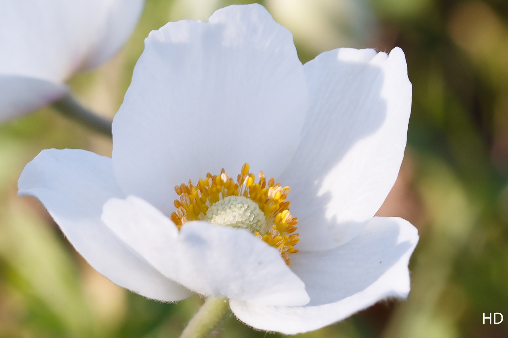 Großes Windröschen (Anemone sylvestris)