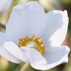 Großes Windröschen (Anemone sylvestris)