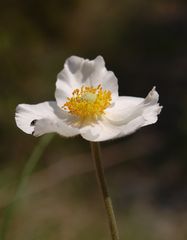 Großes Windröschen- Blüte- 22.4.11-Kühndorf/Thüringen