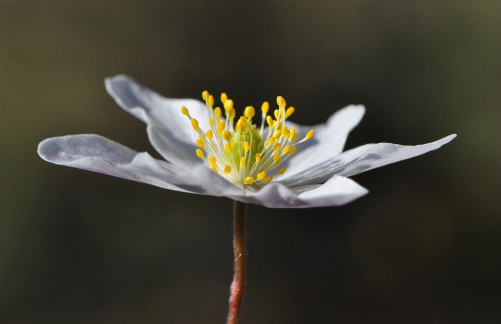 Großes Windröschen, Waldanemone (Anemone sylvestris)