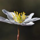 Großes Windröschen, Waldanemone (Anemone sylvestris)