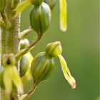 Großes Zweiblatt (Listera ovata).