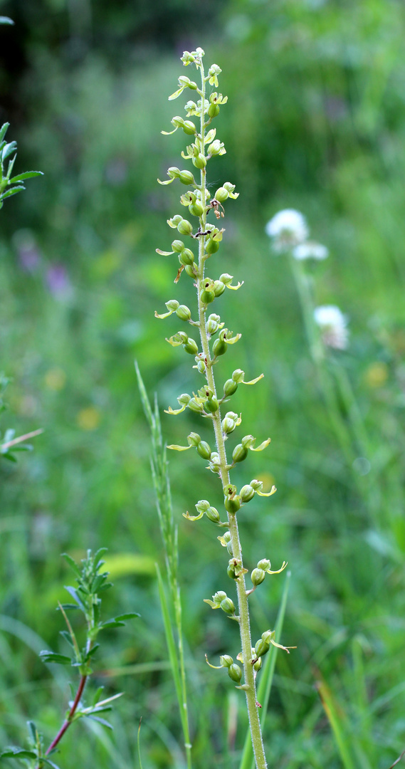 Großes Zweiblatt (Listera ovata) Foto & Bild pflanzen, pilze