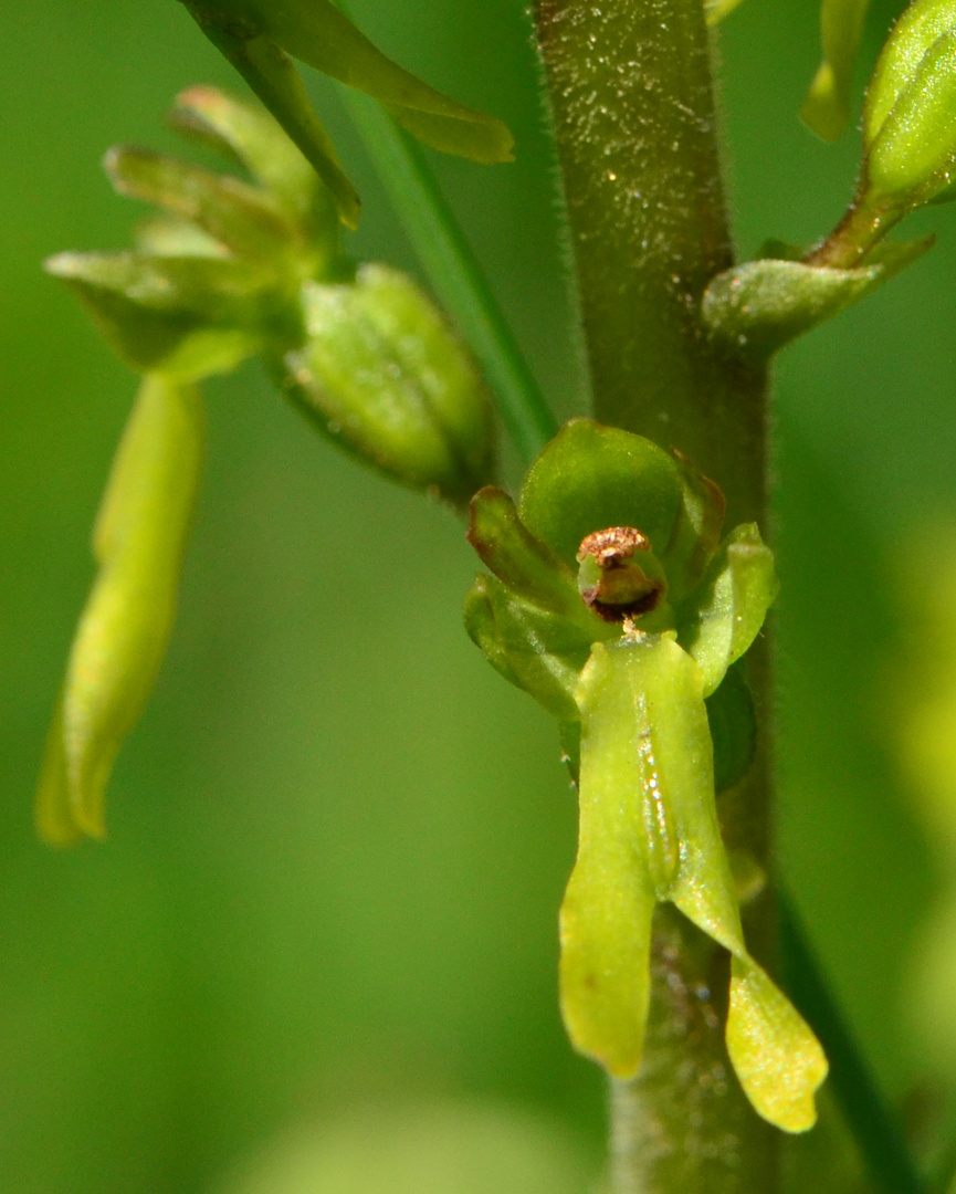 Großes Zweiblatt ( Listera ovata )