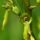 Großes Zweiblatt ( Listera ovata )