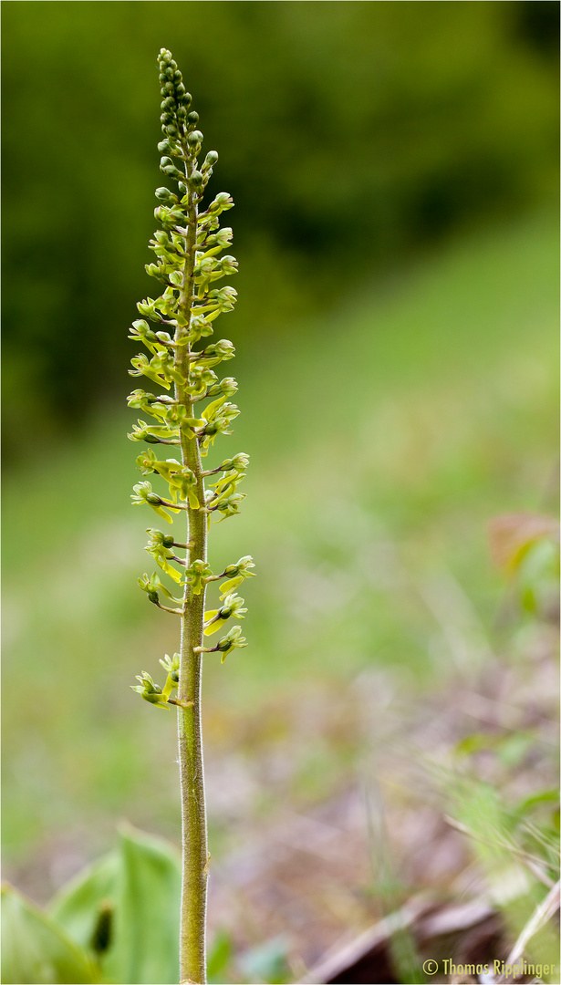 Großes Zweiblatt (Listera ovata).