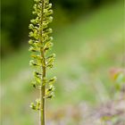 Großes Zweiblatt (Listera ovata).