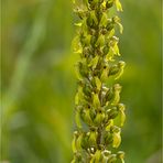 Großes Zweiblatt (Listera ovata)