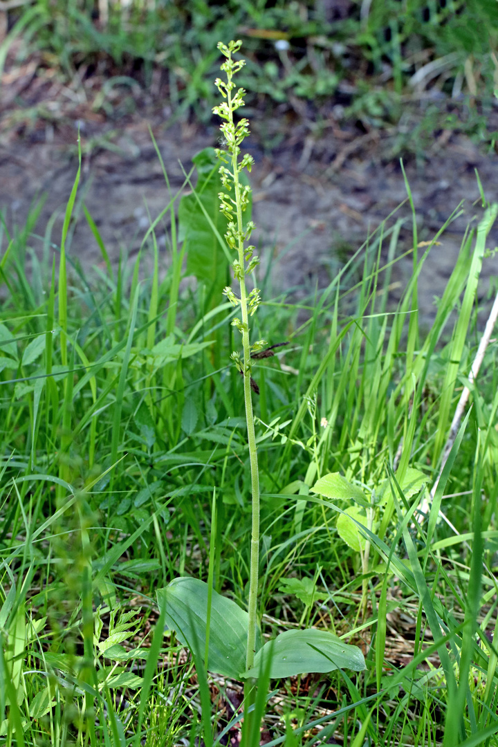 Großes Zweiblatt (Listera ovata)